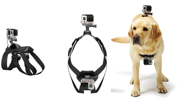 must have dog accessories